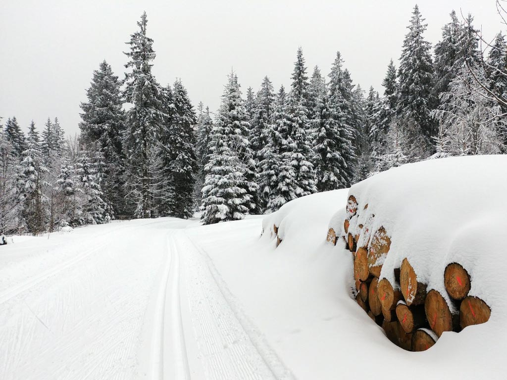 Loipe Panoramaloipe (Spechttanne)